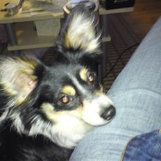 Blanding af racer Balder