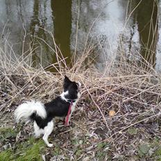 Blanding af racer Balder