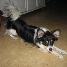 Blanding af racer Balder