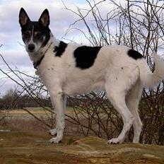 Blanding af racer Sambo R.I.P.