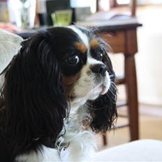 Cavalier king charles spaniel Malekit´s Molly