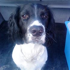 Engelsk springer spaniel Balloo