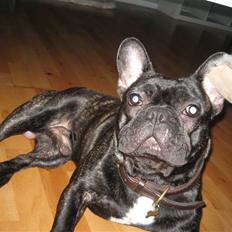 Fransk bulldog hugo
