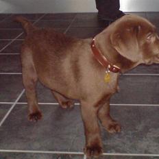 Labrador retriever Balou