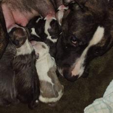 Amerikansk staffordshire terrier chanel