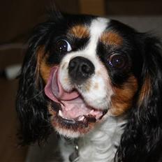 Cavalier king charles spaniel Malekit´s Molly
