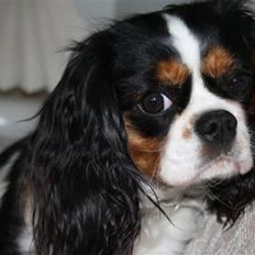 Cavalier king charles spaniel Malekit´s Molly