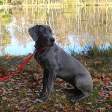 Grand danois Rosa Lina