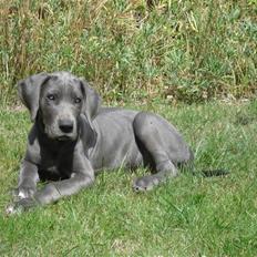 Grand danois Rosa Lina