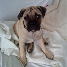 Blanding af racer Joey - Rip 6. sep- 2016