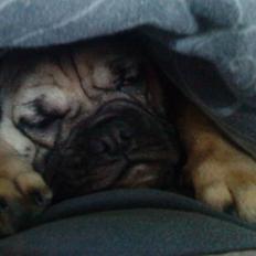 Blanding af racer Joey - Rip 6. sep- 2016