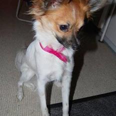 Blanding af racer ELLIOT