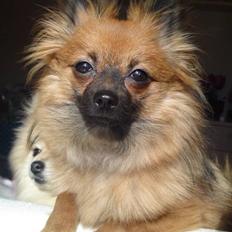 Pomeranian Soffie