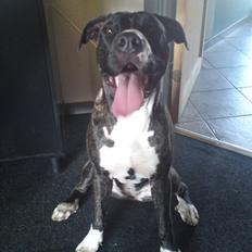 Blanding af racer Medina " Miss diva"