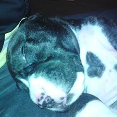 Blanding af racer Medina " Miss diva"