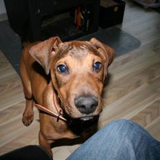 Blanding af racer Ludo