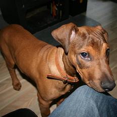 Blanding af racer Ludo