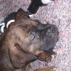 Blanding af racer Tyson