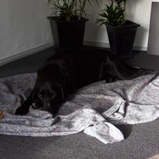 Labrador retriever Saki