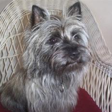 Cairn terrier Sam