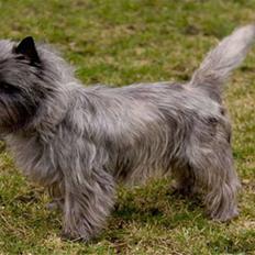 Cairn terrier Sam