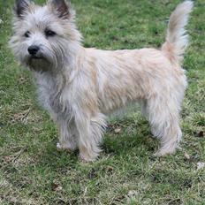 Cairn terrier Mathilde