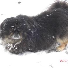 Pekingeser Gizmo