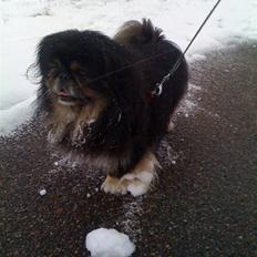 Pekingeser Gizmo
