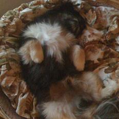 Pekingeser Gizmo