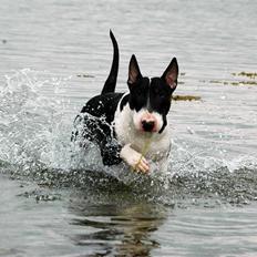 Bullterrier Anzesa Important Ingo