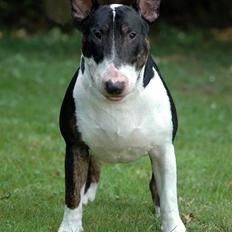 Bullterrier Anzesa Important Ingo