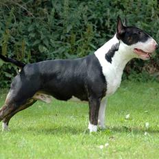 Bullterrier Anzesa Important Ingo