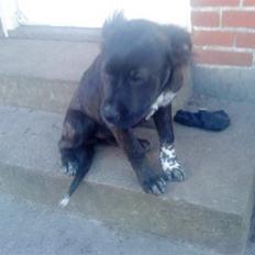 Blanding af racer Mascha