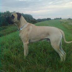 Blanding af racer - Mastiff Cæsar R.I.P.