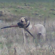 Blanding af racer - Mastiff Cæsar R.I.P.