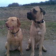 Blanding af racer - Mastiff Cæsar R.I.P.