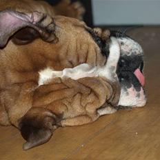 Engelsk bulldog Fede Finn