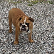 Engelsk bulldog Fede Finn