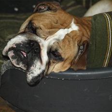 Engelsk bulldog Fede Finn