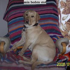 Labrador retriever Pippi