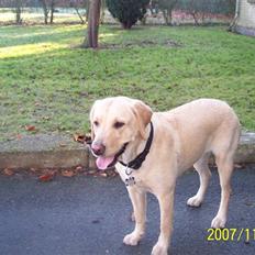 Labrador retriever Pippi