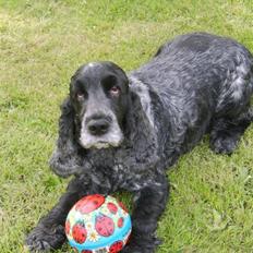 Cocker spaniel Gizmo
