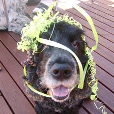 Cocker spaniel Gizmo