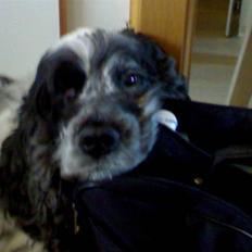 Cocker spaniel Seiko