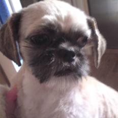 Shih tzu Futte