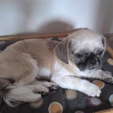 Shih tzu Futte