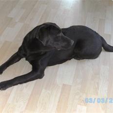 Labrador retriever Becca