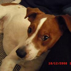 Dansk svensk gaardhund Paul