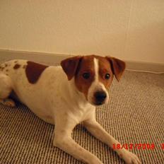 Dansk svensk gaardhund Paul