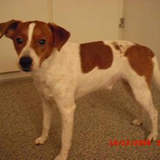 Dansk svensk gaardhund Paul